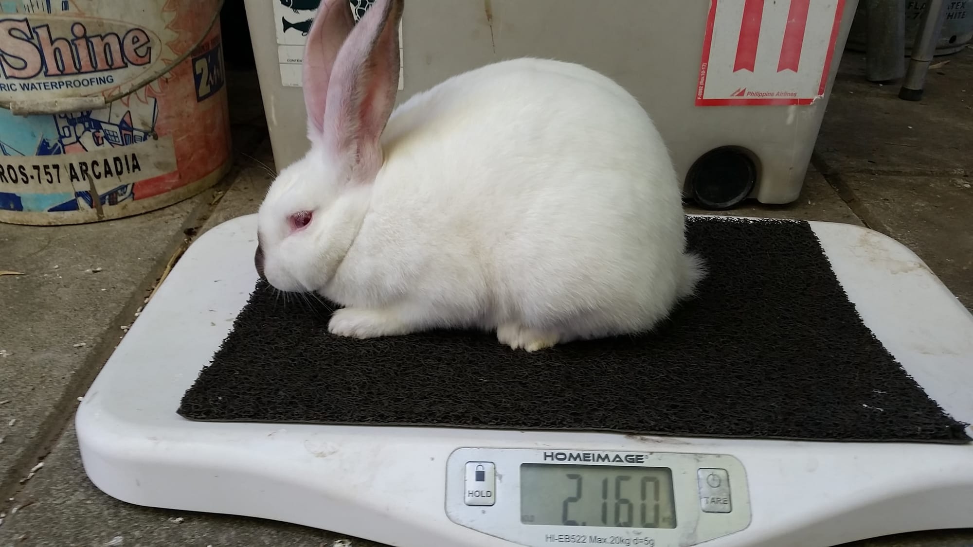 purebred rabbits for sale near me