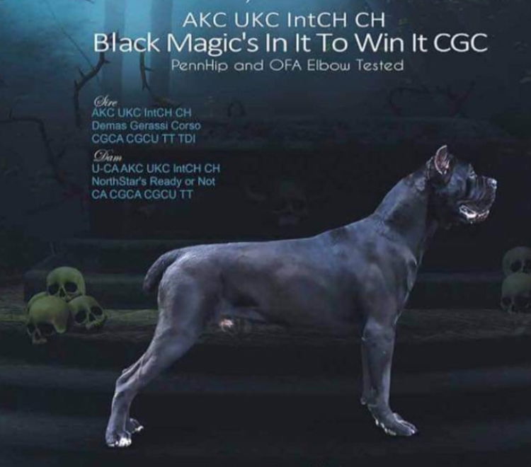 black magic cane corso