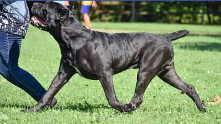 cosima cane corso