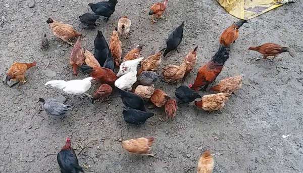 Yerli tavuk yetiştiriciliği