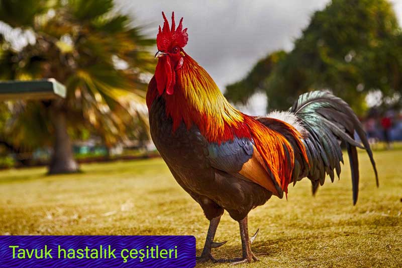 tavuk hastalık çeşitleri
