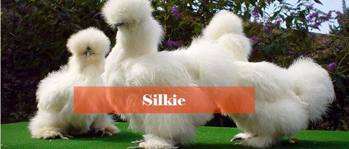 Süs tavukları ve özellikleri Horoz kümesi