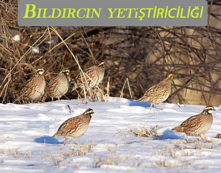 Bıldırcın-yetiştiriciliği