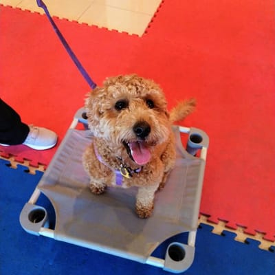 cool dog gear montgomery mall