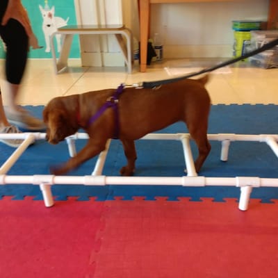 cool dog gear montgomery mall