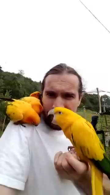 Talking birds