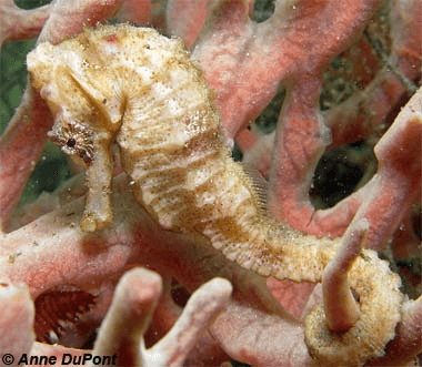 Longnose Seahorse. Photo © Anne DuPont