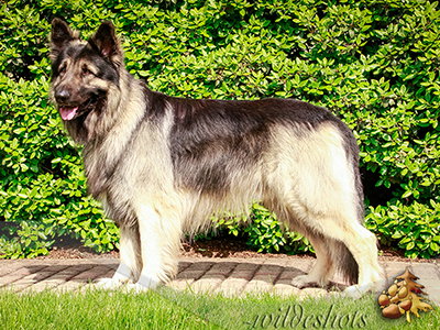 blue shiloh shepherd