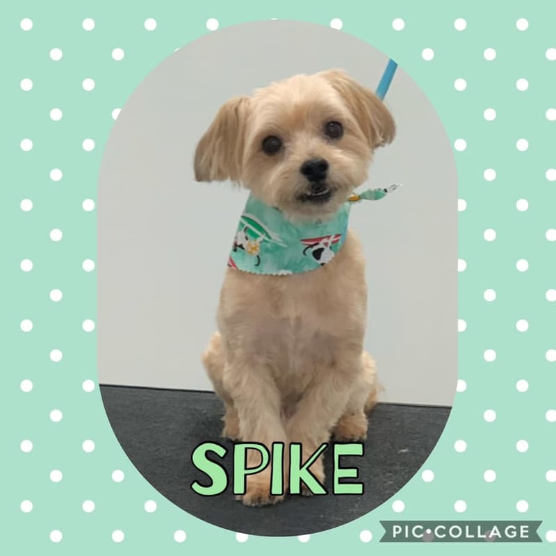  Vanity Fur Pet Spa & Grooming, LLC