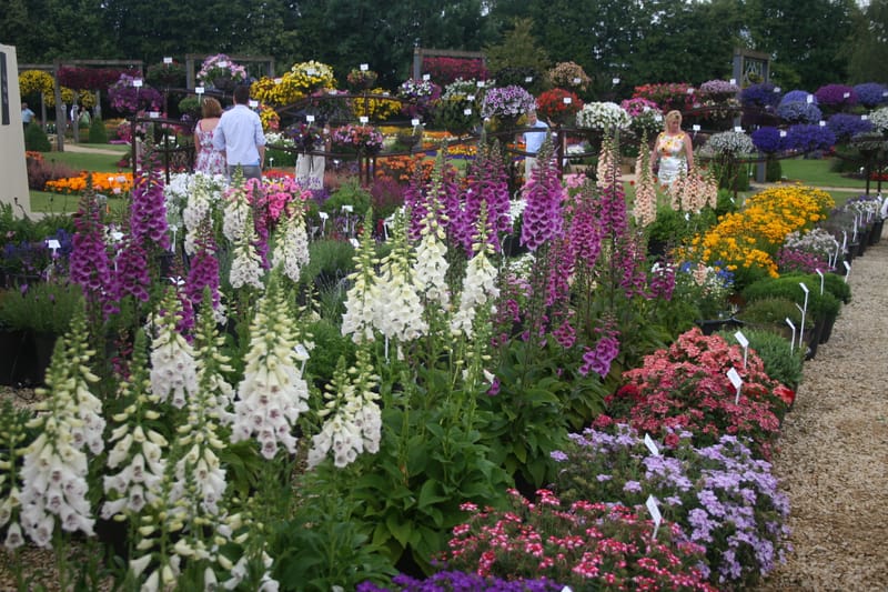 Plants Highwood Nurseries Plants Highwood Nurseries