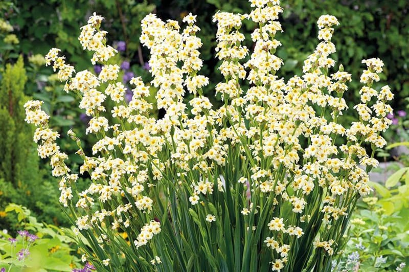 Sisyrinchium striatum - Ropley Horticultural Society