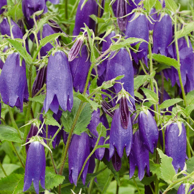 Campanula punctata blue - Ropley Horticultural Society