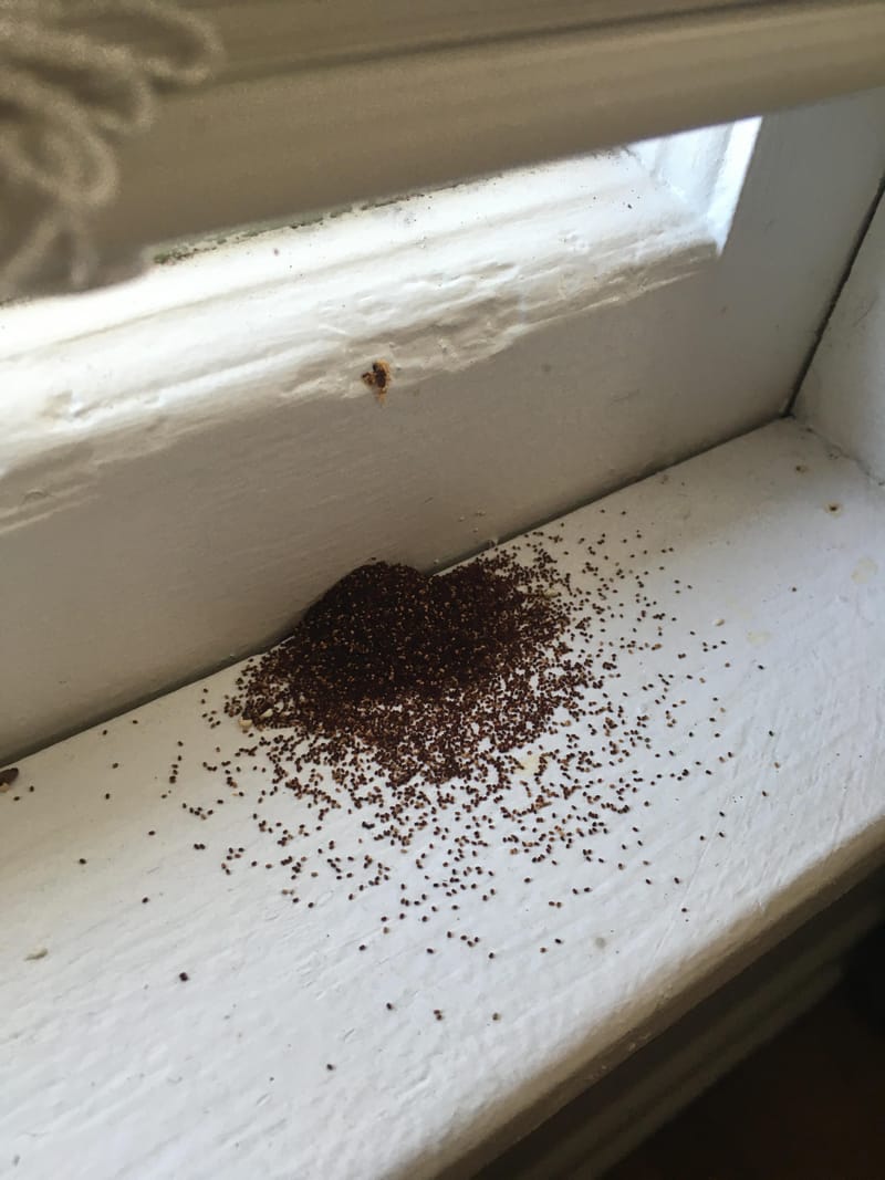 termites inside house