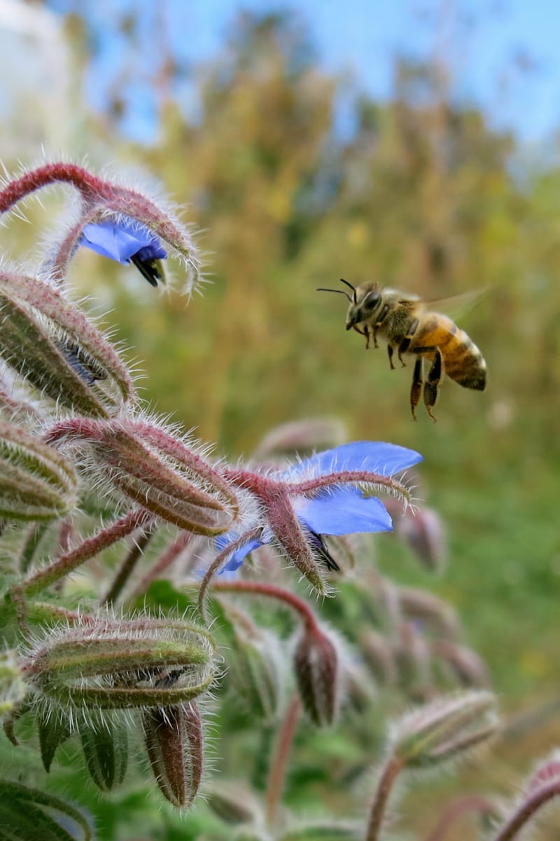 🌸Flowers for Pollinators WeeBee Farms