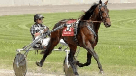 adrian chip - Mediahorsesrace.com