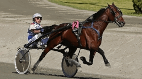 cokstile - Mediahorsesrace.com