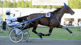 AMOUR D'OCCAGNES - Mediahorsesrace.com