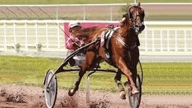 Chapeau - Mediahorsesrace.com