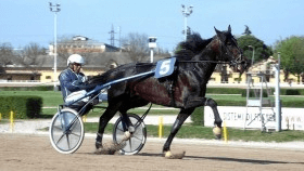 Libeccio grif - Mediahorsesrace.com