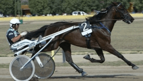 Ideale luis - Mediahorsesrace.com