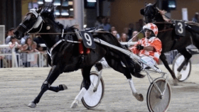 Lotar bi - Mediahorsesrace.com