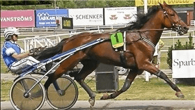 Noe' d'asolo - Mediahorsesrace.com