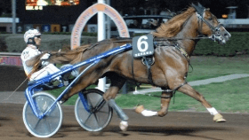 Nesta effe - Mediahorsesrace.com