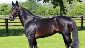 Napoleon - Mediahorsesrace.com