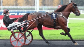 Napoleon bar - Mediahorsesrace.com