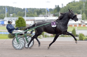 Ringostar treb - Mediahorsesrace.com