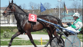 Ruty grif - Mediahorsesrace.com