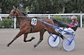 Royal Blessed - Mediahorsesrace.com
