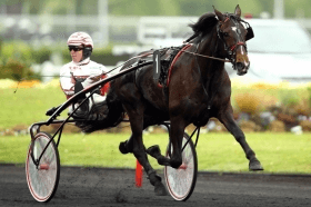 Tuonoblu rex - Mediahorsesrace.com
