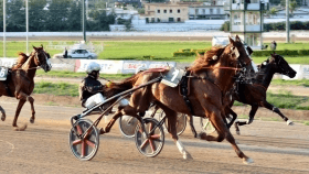 Toseland kyu - Mediahorsesrace.com