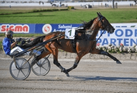 Zlatan - Mediahorsesrace.com