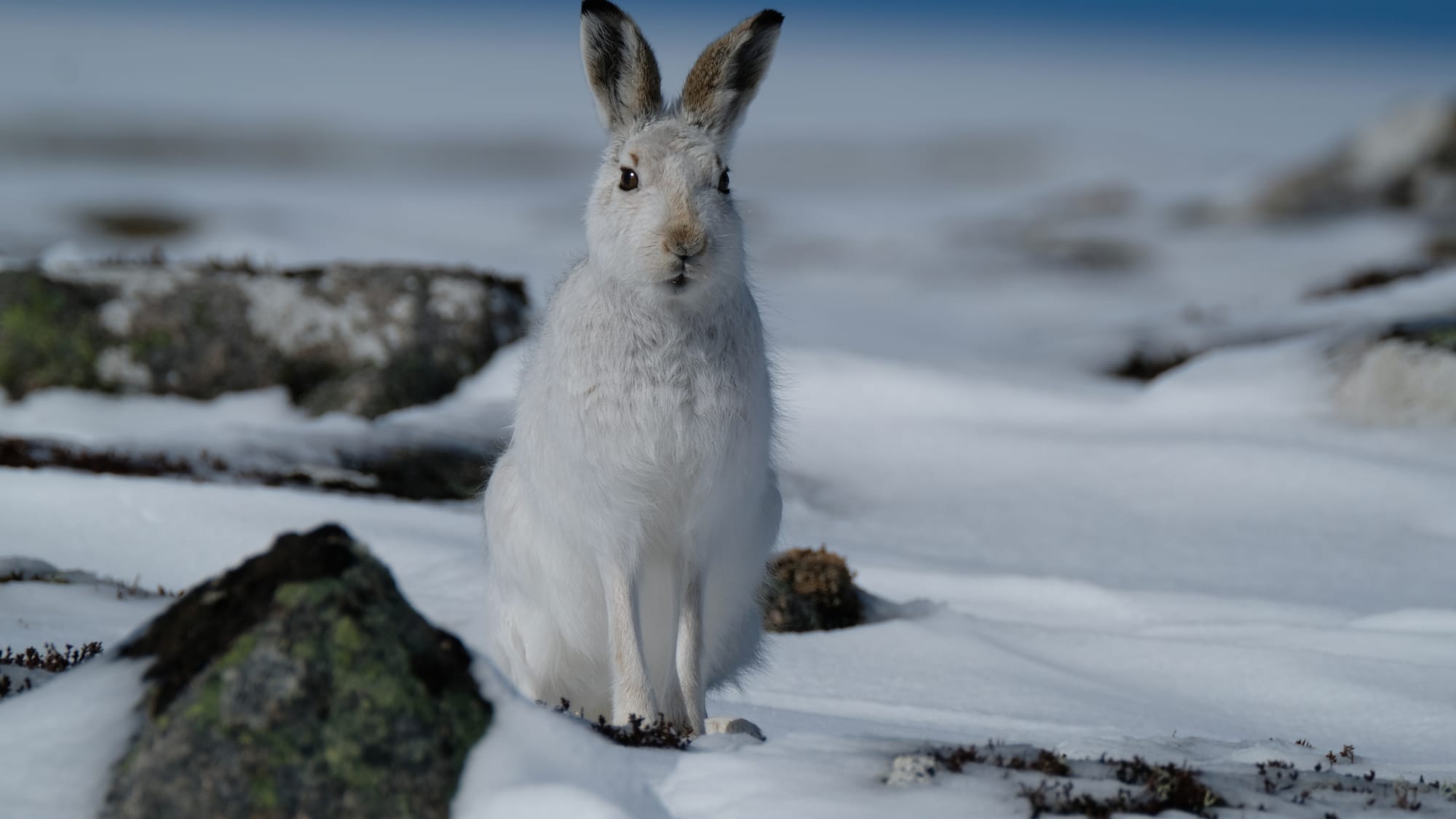 Wildlife Photography, Mountain Hare Gary Hodgson Photography