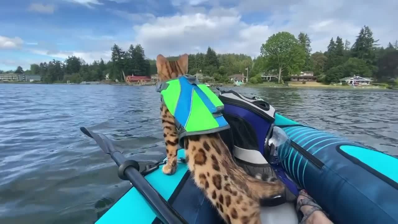 Exotic Legends Bengal Water Sports (what a wonderful client video) thumbnail