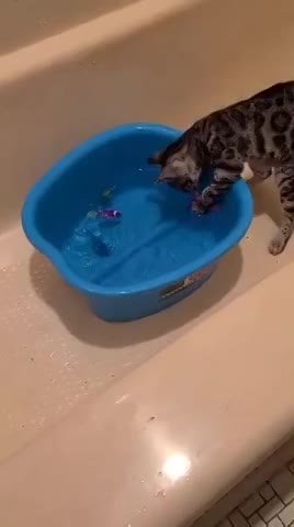 Exotic Legends Bengal kitten playing in tha water with their fish friends -  thumbnail