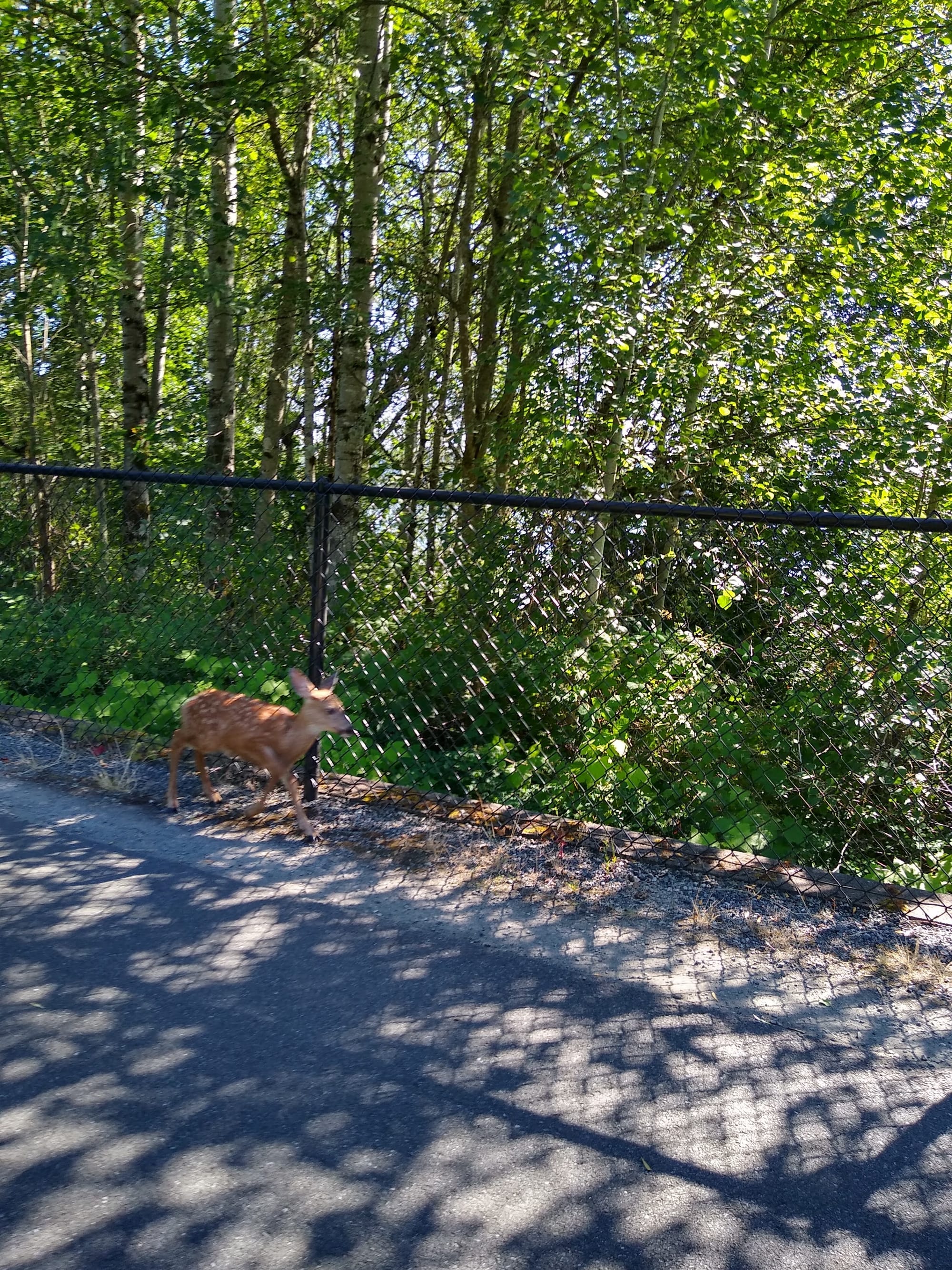 Baby deer on East Lake Sammamish Trail