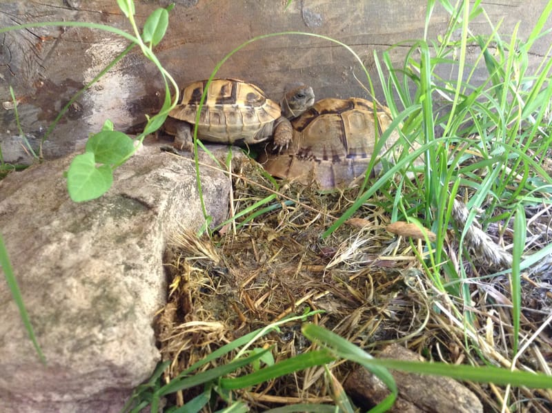 Tortue De Terre à Donner Sur Le Bon Coin Tortues Terrestres