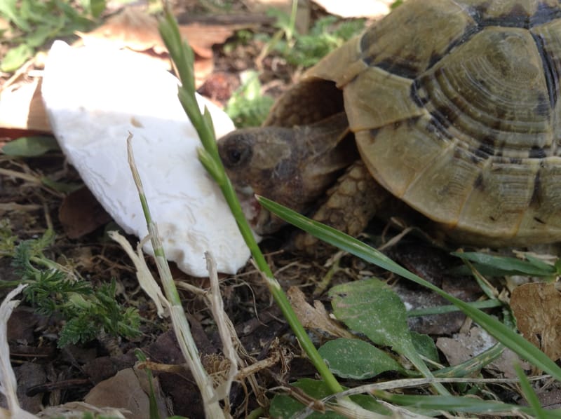 Tortue De Terre à Donner Sur Le Bon Coin Tortues Terrestres