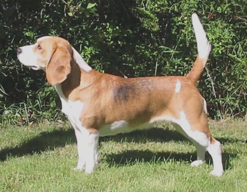 Discount west mercia beagle club Top Sale