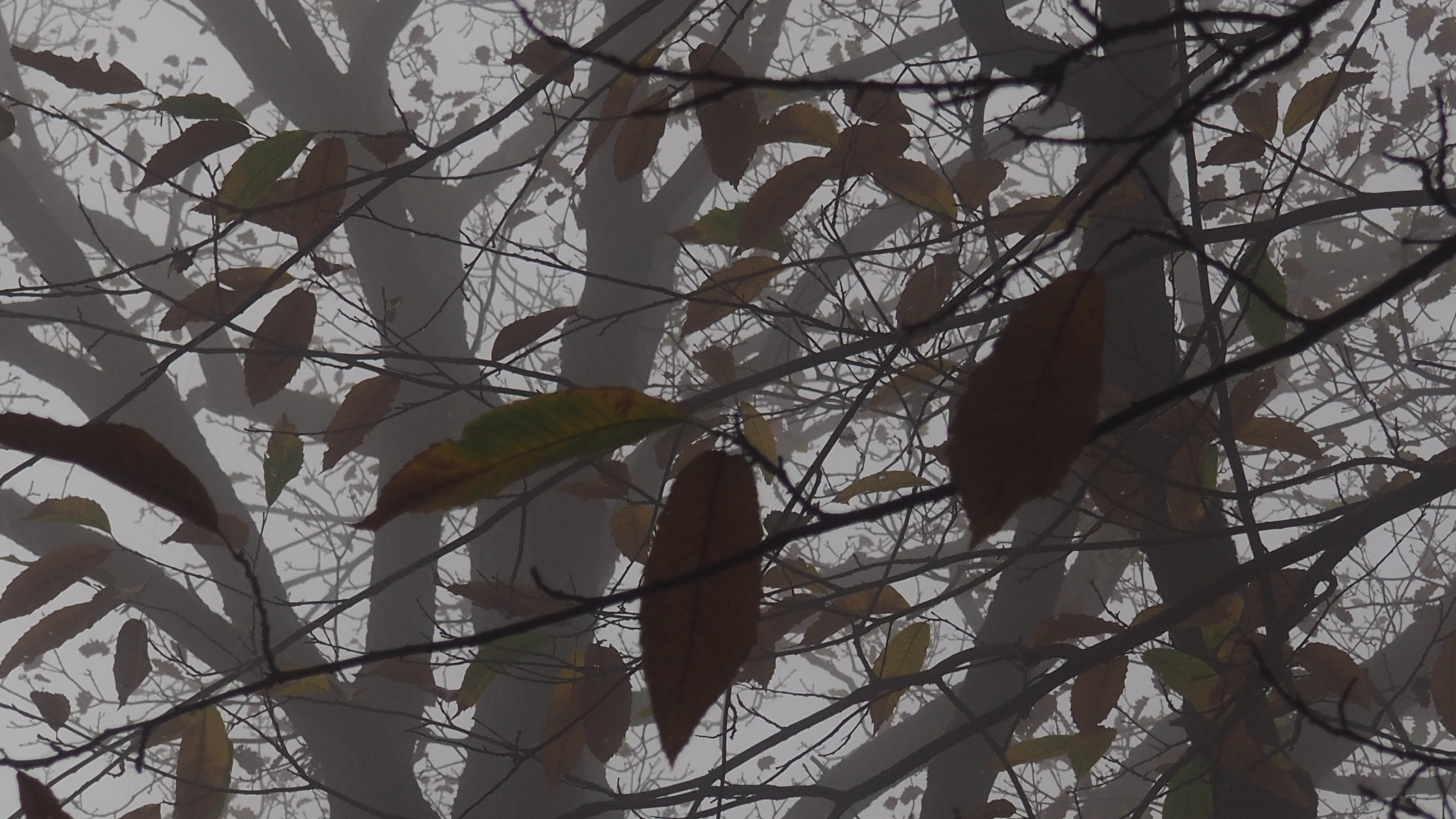 The forest