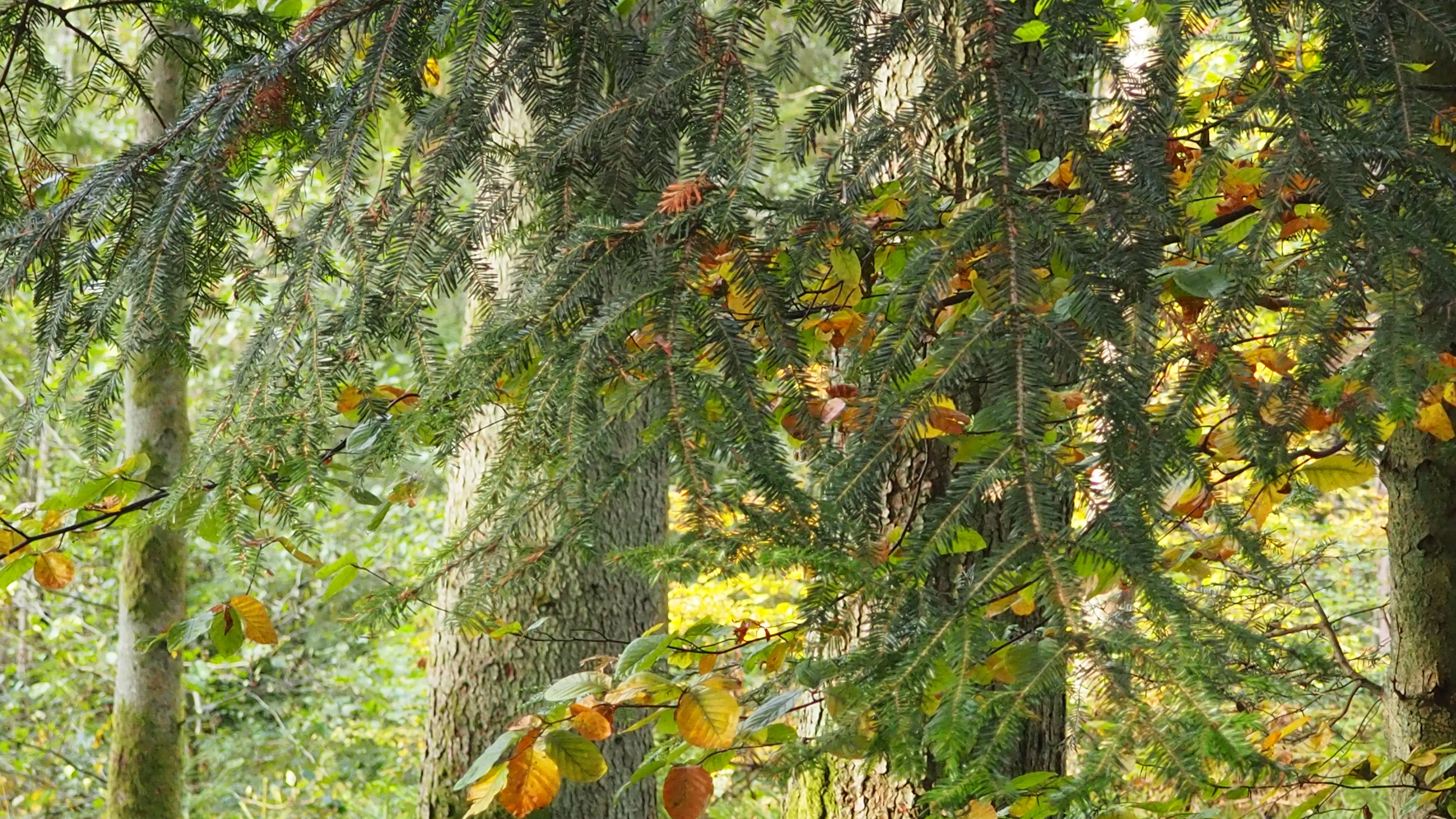 The forest