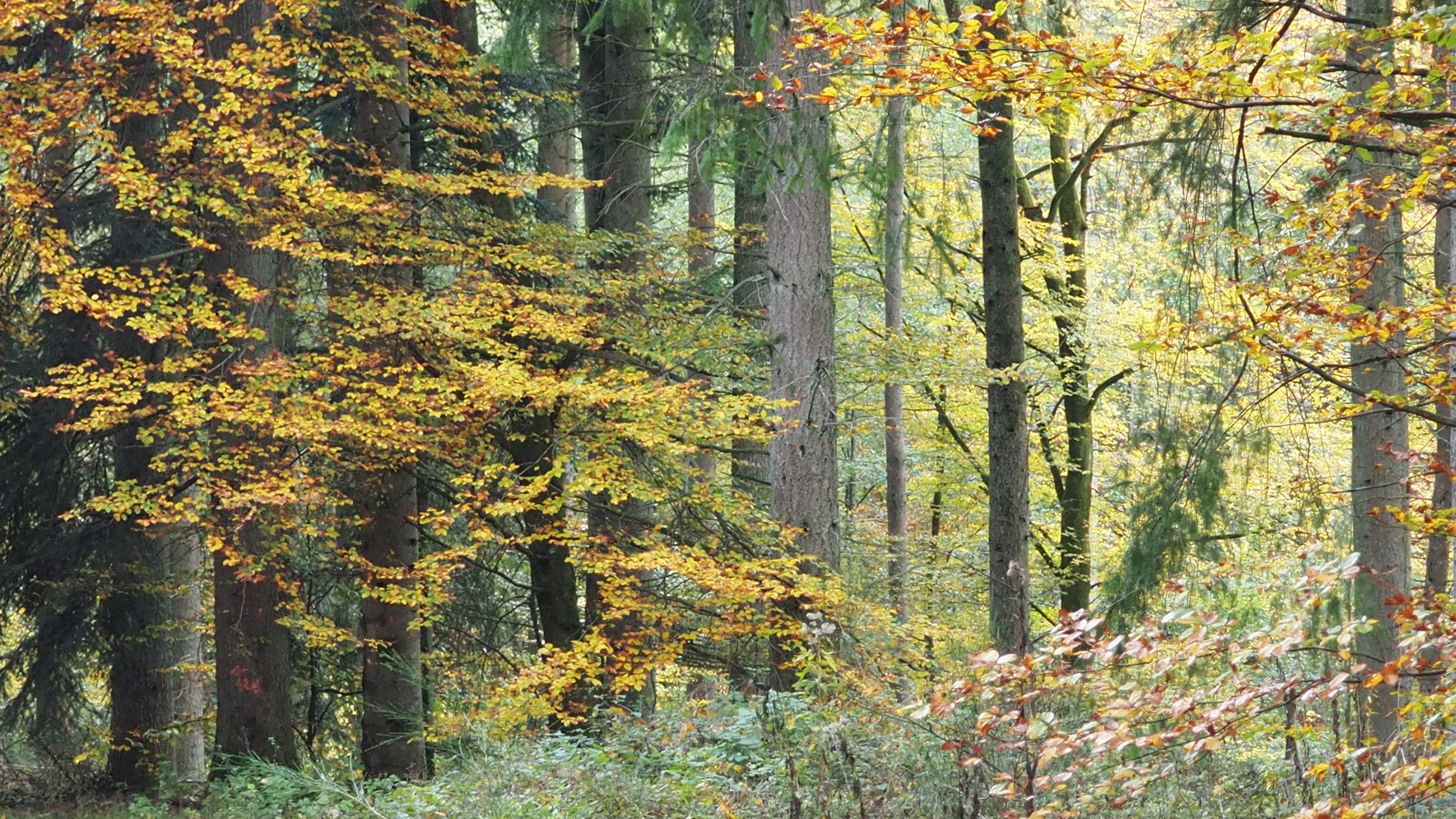The forest