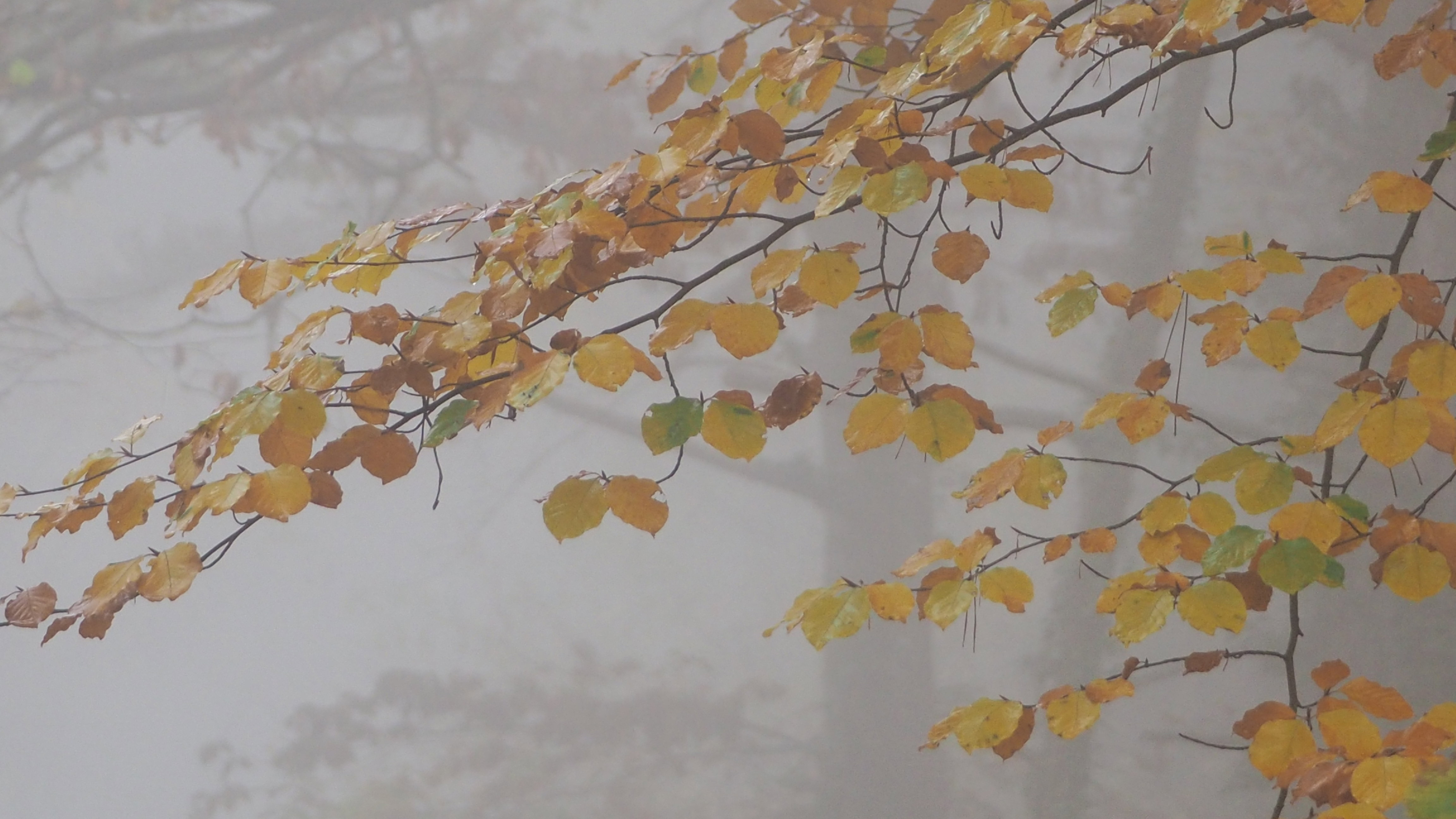 The forest