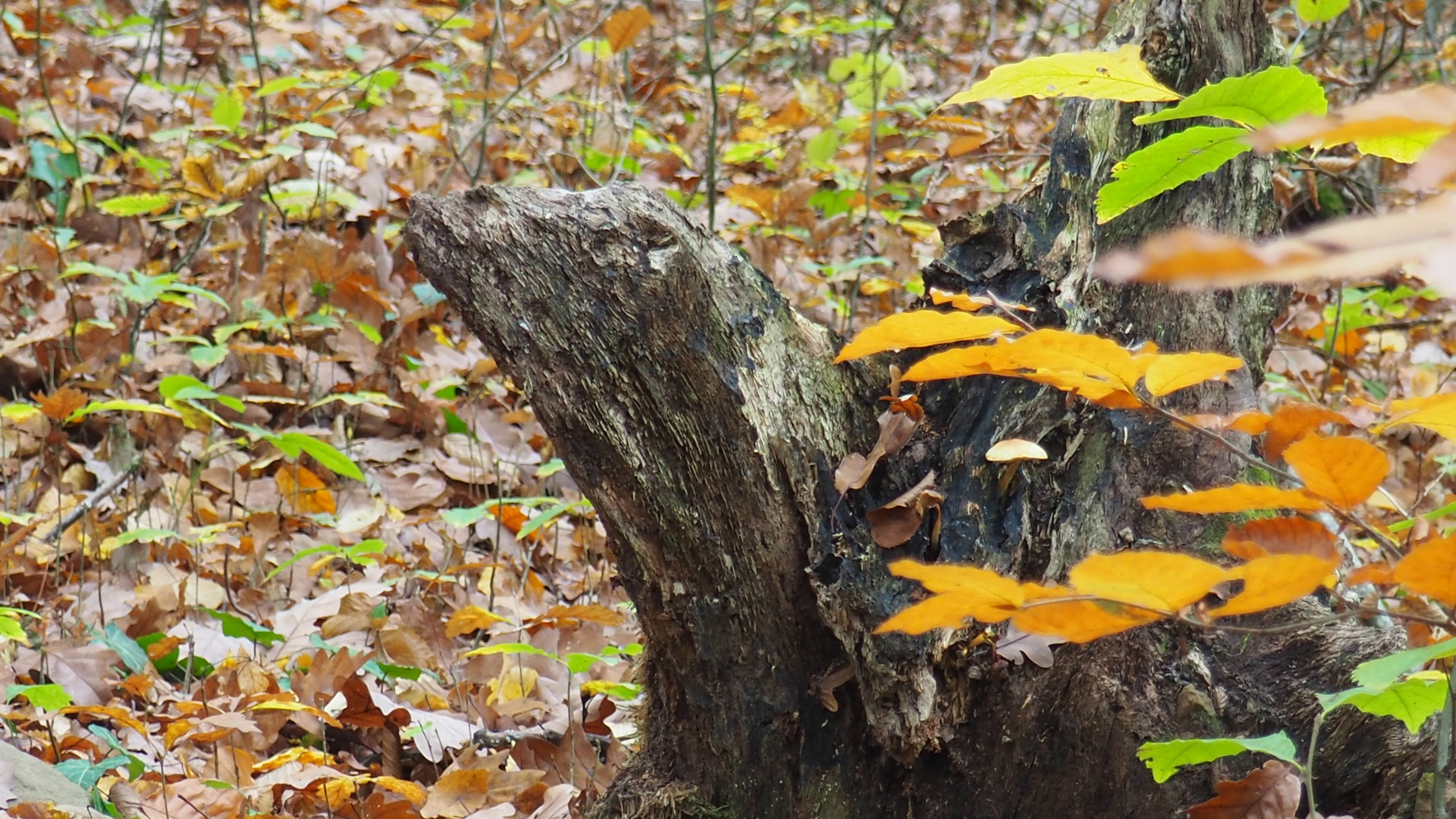 What is man in nature?