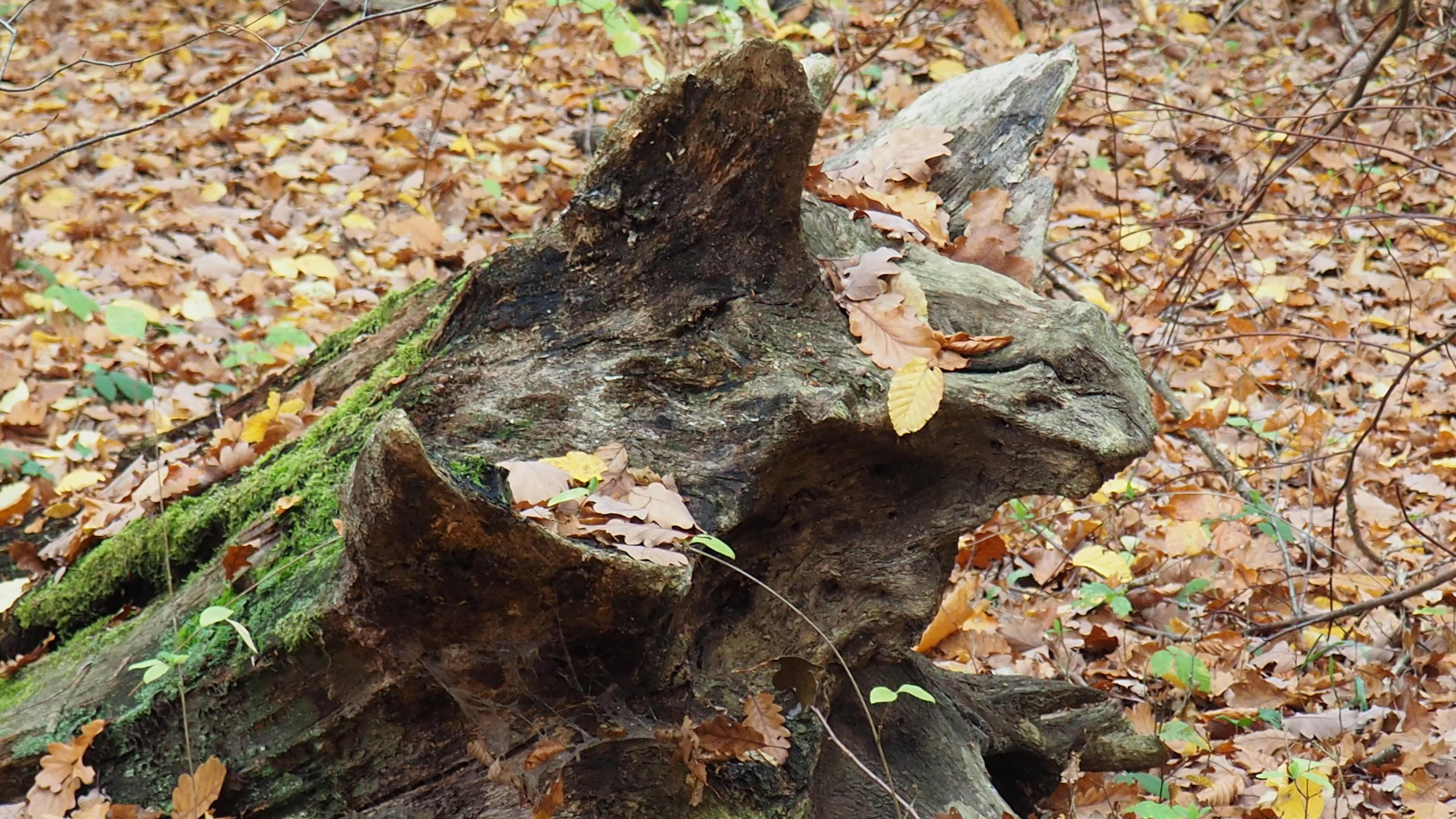 What is man in nature?