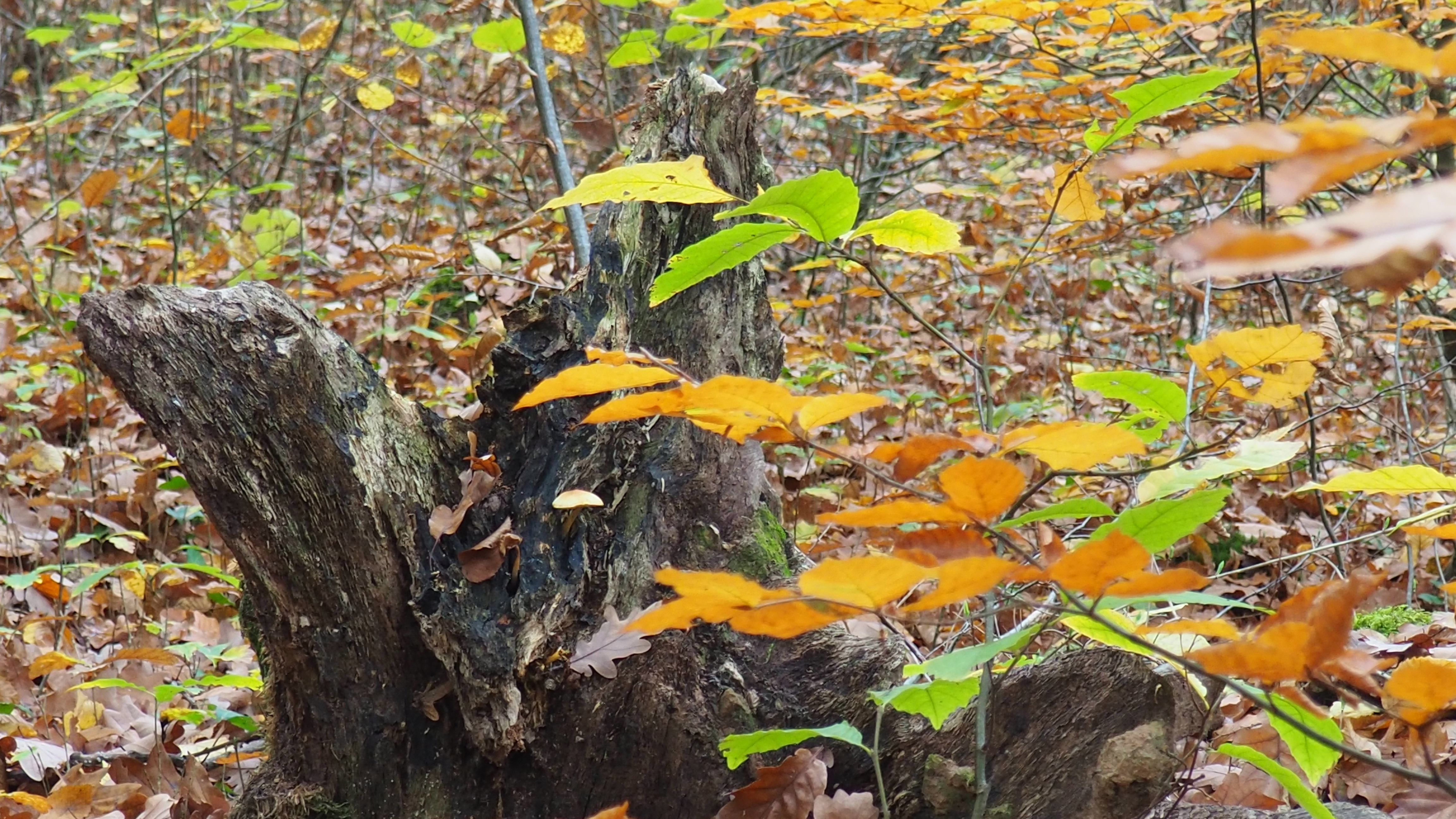 What is man in nature?