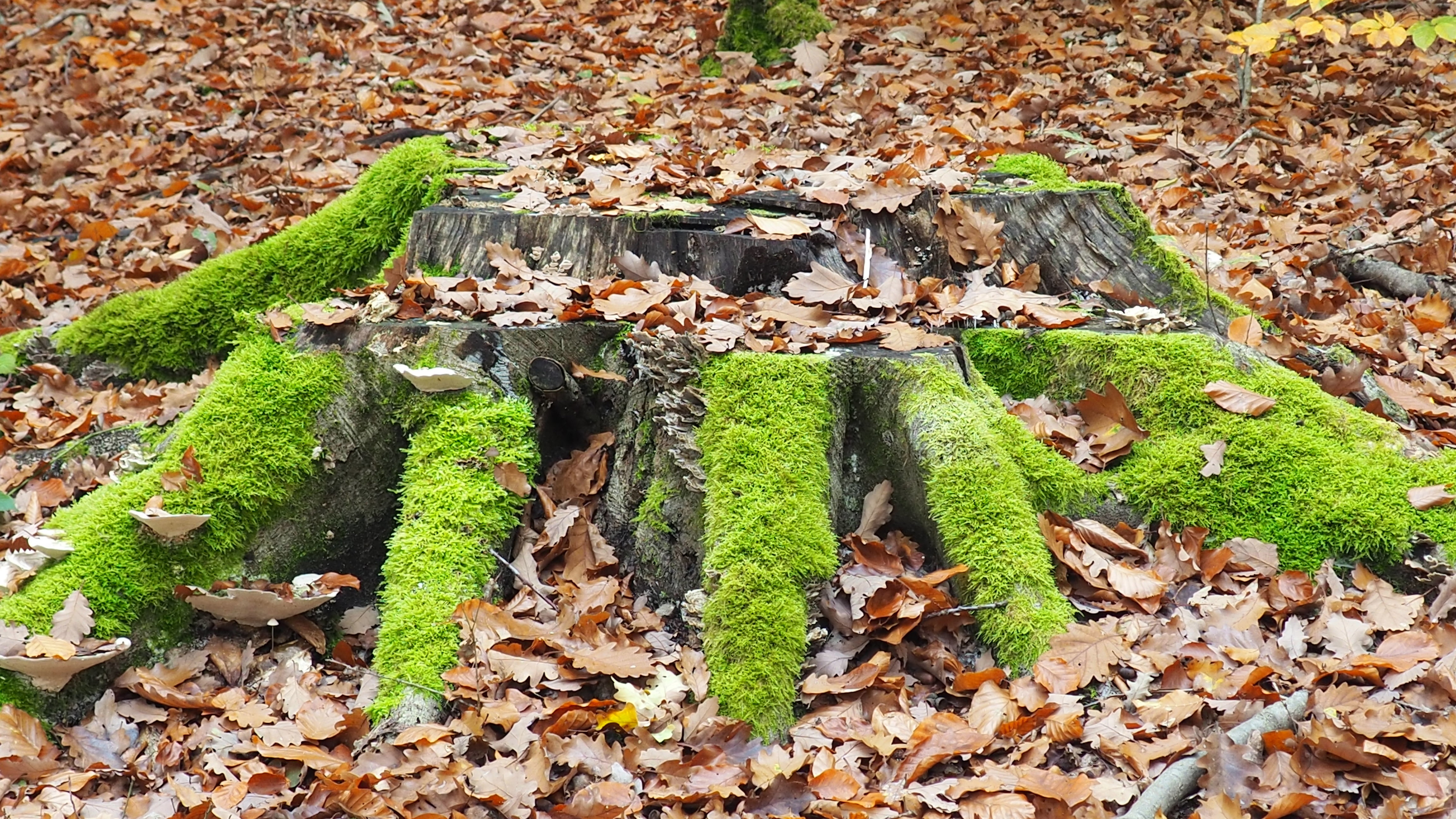 What is man in nature?